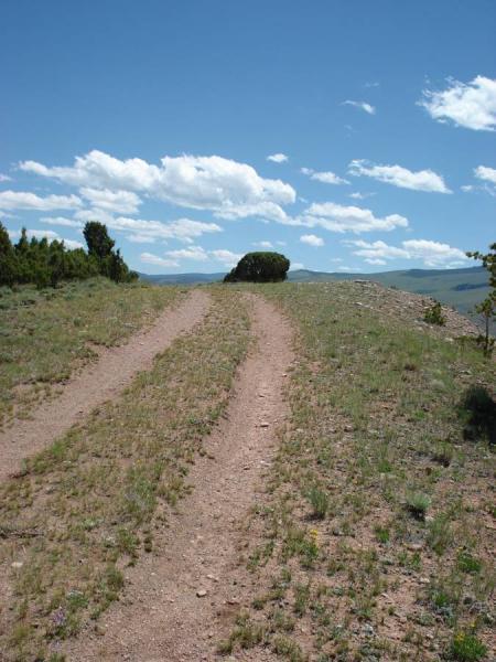 A dirt path winding through a grassy landscape under a bright blue sky with scattered clouds. On one side, there are patches of green vegetation and a small tree, leading to a hill in the distance. The scene conveys a sense of tranquility and natural beauty. The Bus mountain bike trail.
