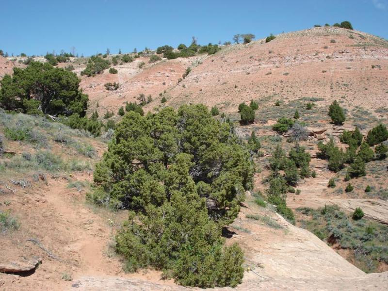 A rugged landscape featuring rolling hills with reddish soil, scattered green shrubs, and small trees. In the foreground, a large bushy tree is prominent, while the sun shines brightly under a clear blue sky. The terrain shows signs of erosion and has a mix of green and brown vegetation. The Bus mountain bike trail.