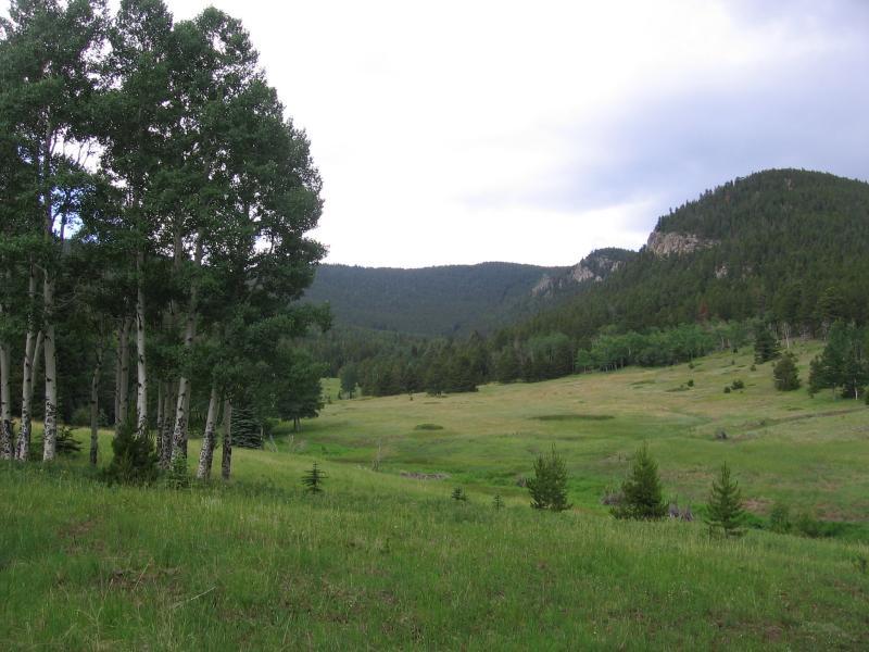 A serene landscape featuring a grassy meadow bordered by a cluster of tall aspen trees on the left. In the background, rolling green hills rise under a cloudy sky, creating a tranquil and natural scene. Beaver Brook Watershed mountain bike trail.