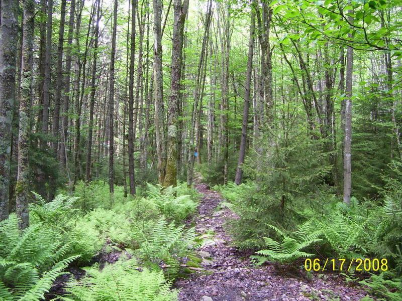 A serene forest scene featuring a narrow dirt path winding through tall trees with vibrant green leaves. Lush ferns line the trail, creating a lush undergrowth. The image captures the tranquility and richness of a wooded area, inviting exploration. Red Run Trail mountain bike trail.