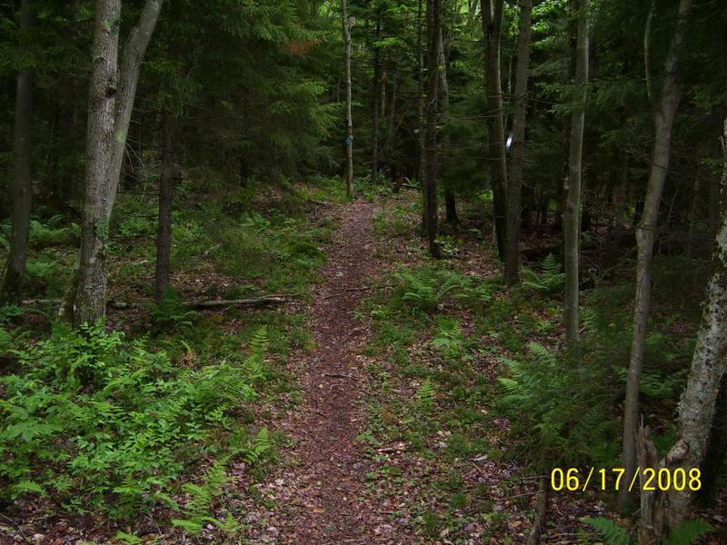 A narrow dirt path winding through a dense forest with tall trees and ferns on either side, suggesting a peaceful natural setting. The ground is covered with leaves and small twigs, indicating a well-trodden trail. Red Run Trail mountain bike trail.