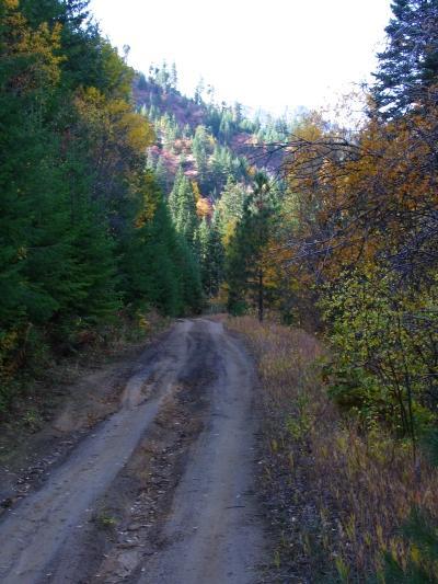 A dirt road winding through a forested area featuring a mix of evergreen and deciduous trees, with hints of autumn colors. The path is flanked by grassy edges and leads into a distant mountainous landscape under a clear sky. Freund Creek mountain bike trail.
