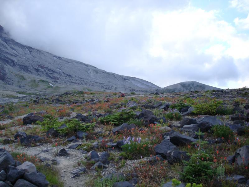 A scenic landscape featuring rocky terrain scattered with colorful wildflowers, set against a backdrop of gray mountains and a cloudy sky. The foreground displays a variety of plants among the rocks, while the slopes of the mountains rise in the distance, creating a natural, serene environment. Smith Creek Epic mountain bike trail.