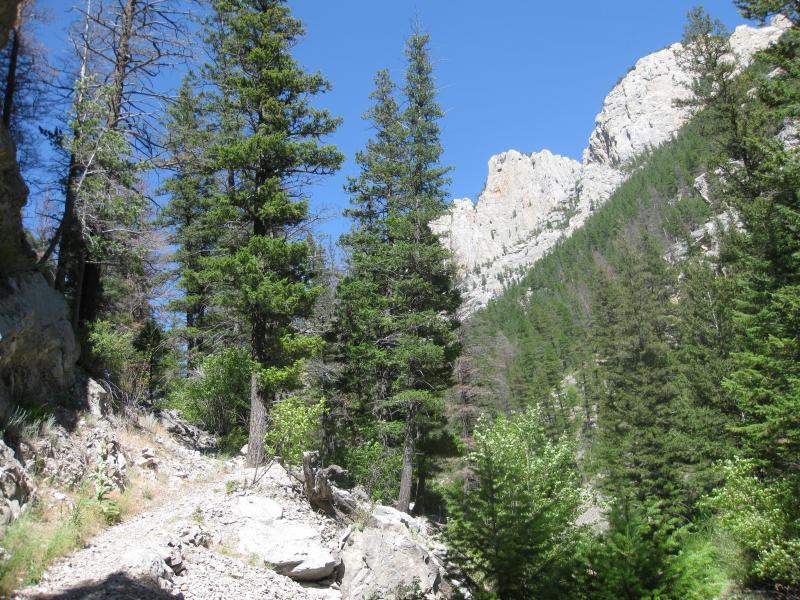A narrow dirt path winding through a forest of tall green pine trees, bordered by rocky terrain, with steep cliffs rising in the background under a clear blue sky. 38 Special mountain bike trail.