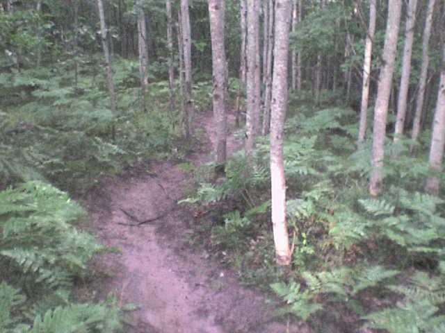 A narrow dirt path winding through a tranquil forest, surrounded by tall trees and lush green ferns. The scene is peaceful and natural, showcasing the beauty of a wooded landscape. Vasa Trail mountain bike trail.