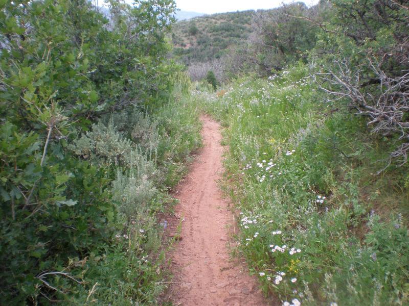 A narrow dirt pathway meandering through lush greenery, flanked by wildflowers and shrubs, under a clear sky. Boy Scout Trail mountain bike trail.