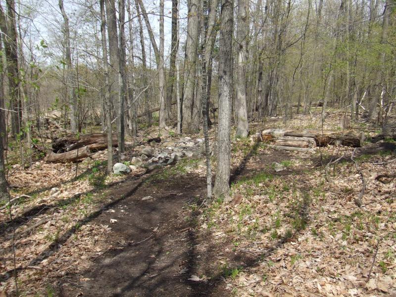 A forested trail winding through a wooded area, with sparse leaves on trees and fallen logs on the ground. Small stones and patches of grass are visible, suggesting early spring or late autumn conditions. Shearer Rd Trail mountain bike trail.
