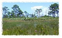 A scenic view of a grassy landscape with scattered trees under a bright blue sky, featuring patches of wildflowers and a natural, open environment. Jordan Scrub Sanctuary mountain bike trail.