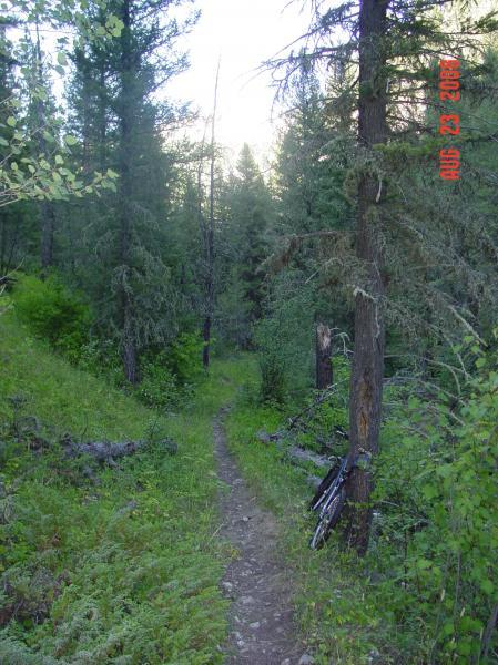 A narrow dirt path winding through a lush green forest, surrounded by tall coniferous trees. Sunlight filters through the tree canopy, illuminating patches of vegetation along the trail. A parked bicycle is resting against a tree on the right side of the path. Pilgrim Creek mountain bike trail.