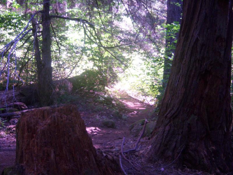 A serene forest scene featuring a narrow dirt path winding through lush greenery, with tall trees on either side and sunlight filtering through the leaves, creating a soft, inviting atmosphere. A large tree stump is visible in the foreground. Nature Trail mountain bike trail.