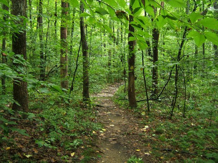 A tranquil forest pathway winding through lush greenery, surrounded by tall trees and dense foliage. The ground is earthy with a natural trail leading deeper into the woods, indicating a peaceful outdoor setting. Rockwood Park mountain bike trail.