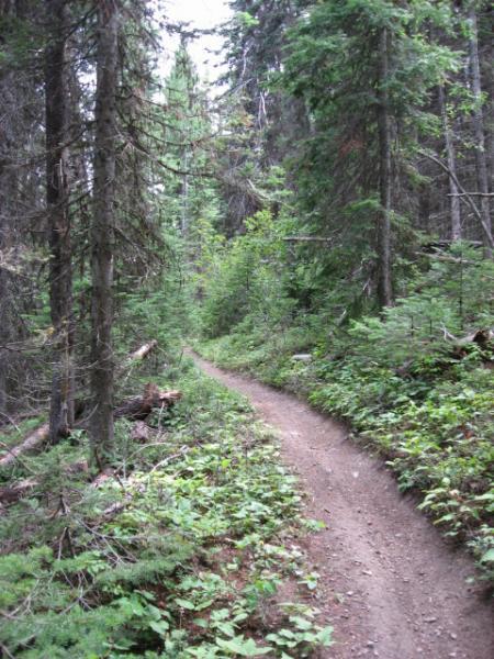 A winding dirt path through a dense forest, lined with tall evergreen trees and lush undergrowth, inviting exploration and connection with nature. Reid Divide/trail #800 To Trail #801 mountain bike trail.