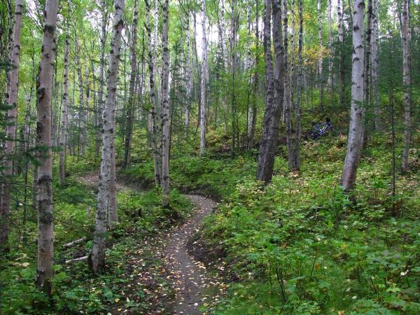 A winding dirt path through a lush forest of tall birch trees, surrounded by green foliage and scattered yellow leaves. The scene is serene and inviting, with a hint of sunlight filtering through the tree canopy. In the background, a bicycle is partially visible, suggesting the area is suitable for outdoor activities. Mooseberry Mesa mountain bike trail.