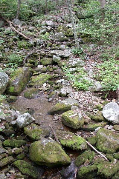 A tranquil forest stream flowing through a rocky, moss-covered landscape, surrounded by greenery and tree branches. The scene captures the beauty of nature with a mix of small rocks and a gentle water flow. Arcadia Up-n-over mountain bike trail.