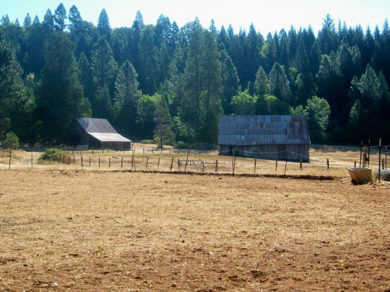 A rural landscape featuring two rustic barns surrounded by a dry field and a background of tall greenery, including coniferous trees. The scene captures the serene essence of countryside life. North Bloomfield mountain bike trail.