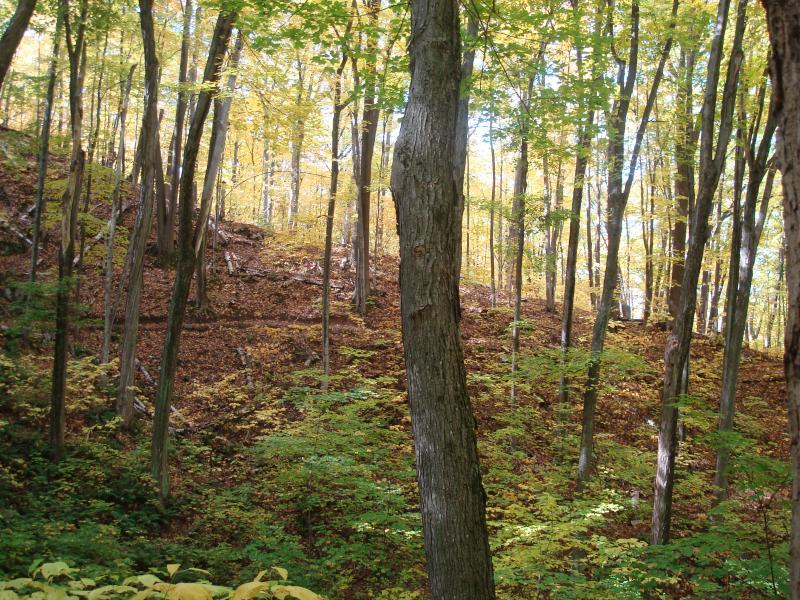 A serene forest scene featuring tall trees with golden and green leaves, indicating the onset of autumn. The ground is covered with fallen leaves and foliage, creating a natural, peaceful atmosphere in a vibrant woodland setting. Noquemanon Trails Network: South Marquette Trails mountain bike trail.