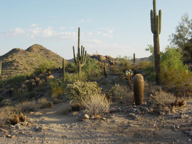 A desert landscape featuring various cacti, including tall saguaros and smaller cactuses, set against rocky hills and a clear sky. The ground is sandy with sparse vegetation, showcasing the arid environment typical of desert regions. San Tan mountain bike trail.