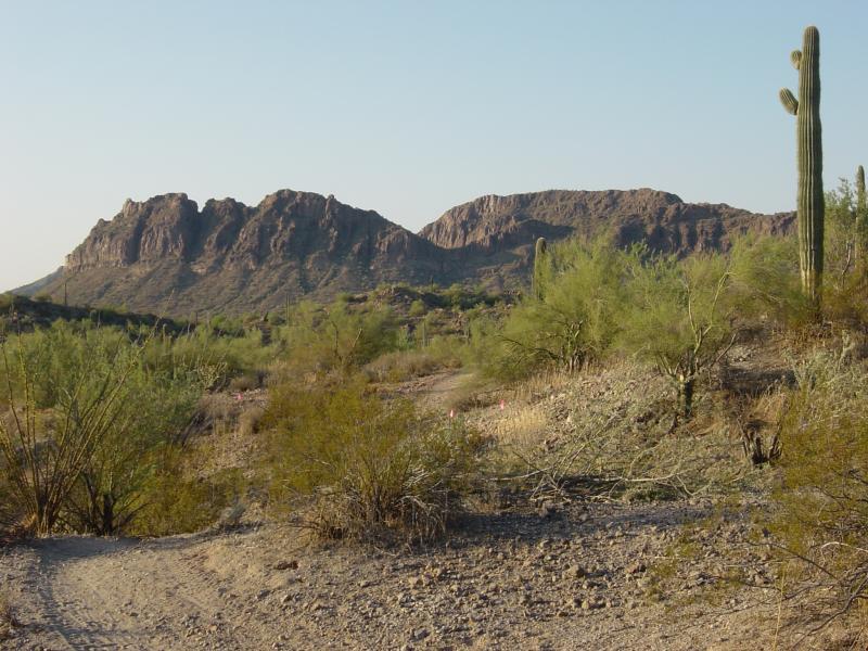 A desert landscape featuring rocky mountains in the background, framed by sparse vegetation, including saguaros and other desert plants, under a clear blue sky. A winding dirt path leads into the scene, highlighting the rugged natural terrain. San Tan mountain bike trail.