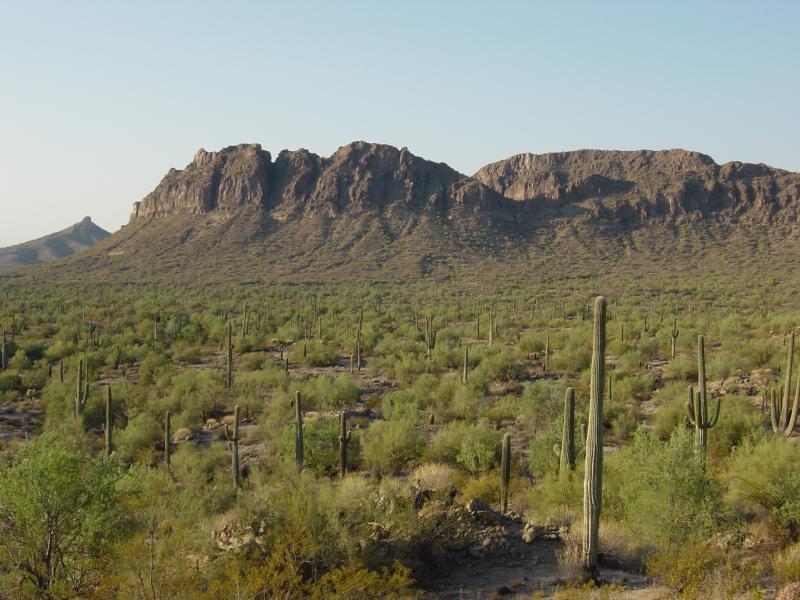 A vast desert landscape features a prominent mountain range in the background, with a variety of cacti scattered throughout the foreground. The scene is bathed in warm, golden sunlight, highlighting the lush green vegetation amidst the arid terrain. San Tan mountain bike trail.