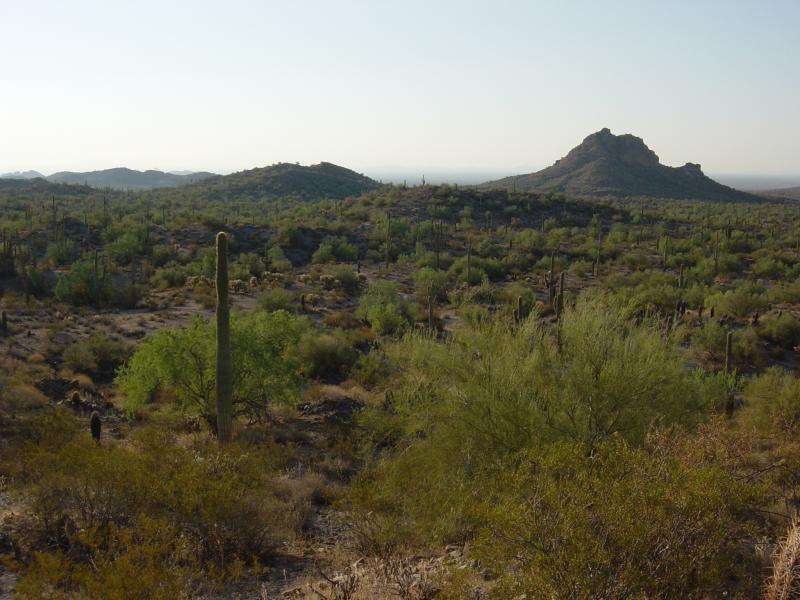 A panoramic view of a desert landscape featuring cacti and shrubs under a clear sky. In the background, rolling hills and a prominent rocky peak are visible, showcasing the natural beauty of the arid environment. San Tan mountain bike trail.
