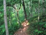 A narrow dirt path winding through a lush green forest, surrounded by tall trees and dense vegetation. Sunlight filters through the leaves, casting a warm glow on the trail. The Rock Trail mountain bike trail.