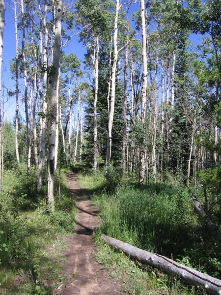 A dirt path winding through a lush forest of tall, slender trees, with a bright blue sky overhead. The ground is covered in green grass and underbrush, and a fallen log lies beside the trail. Ptarmigan mountain bike trail.