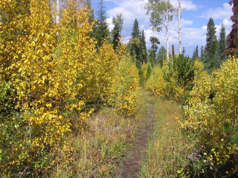 A narrow dirt path winding through a forest of vibrant yellow-leaved trees, surrounded by a mix of green foliage and tall pine trees. The sky is partially cloudy, indicating a bright day in a serene natural setting. Strawberry / Doe Creek mountain bike trail.