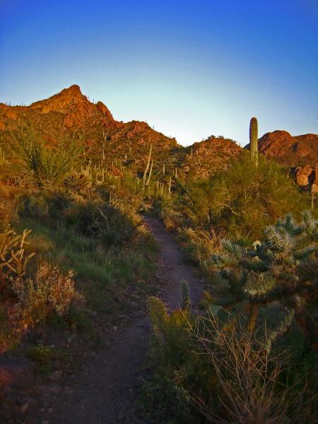 A winding dirt path leading through a desert landscape, surrounded by rugged mountains and various desert vegetation, including cacti and shrubs, under a clear blue sky at sunset. Tucson Mountain Park mountain bike trail.