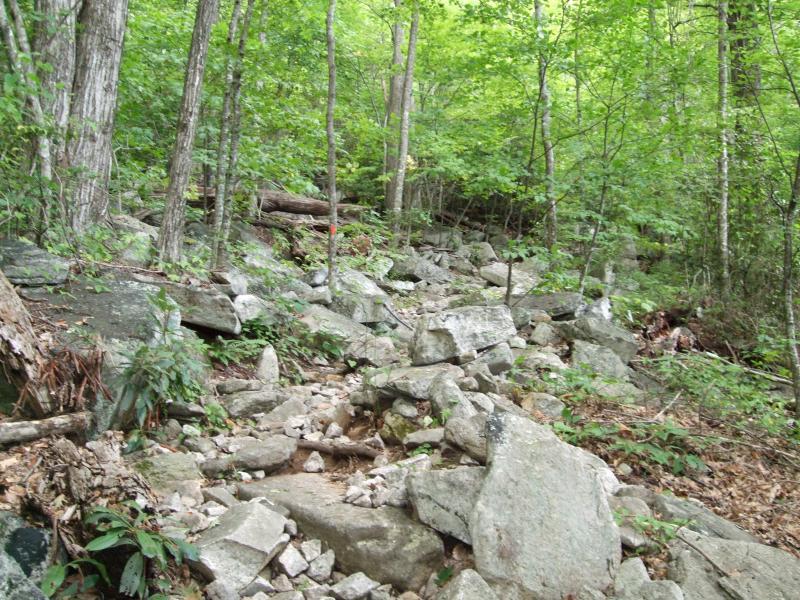 A rocky path winding through a lush green forest, surrounded by tall trees and vegetation. Laurel Mountain mountain bike trail.