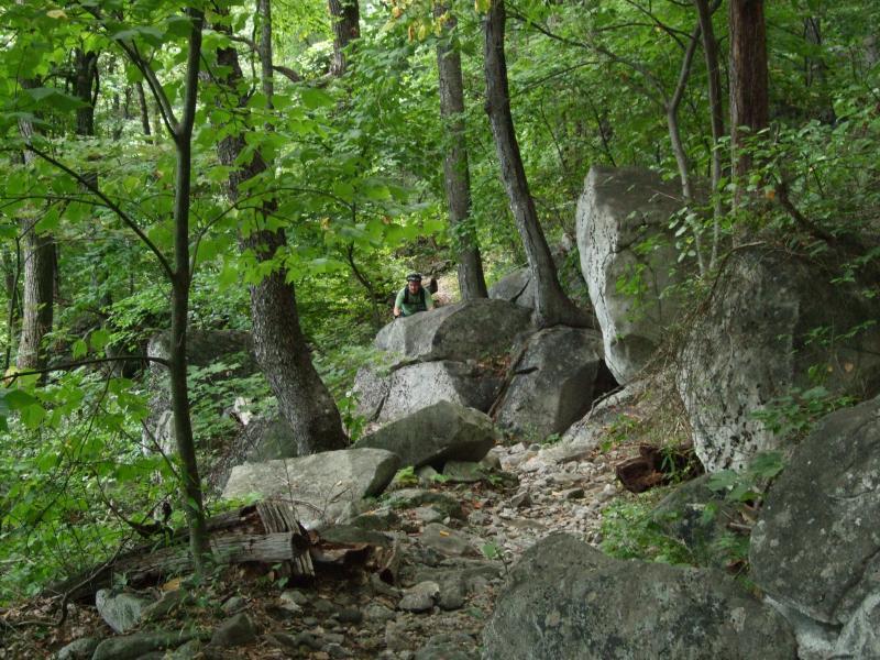 A hiker wearing a green backpack is navigating a rocky path through a dense forest filled with lush green foliage and tall trees. Large boulders are scattered along the trail, creating a natural obstacle in the serene outdoor setting. Laurel Mountain mountain bike trail.