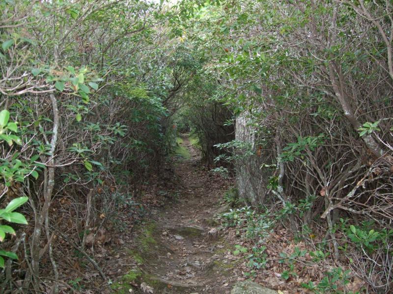 A narrow dirt path winding through dense greenery, surrounded by shrubs and trees, leading into a shaded area of a forest. Laurel Mountain mountain bike trail.