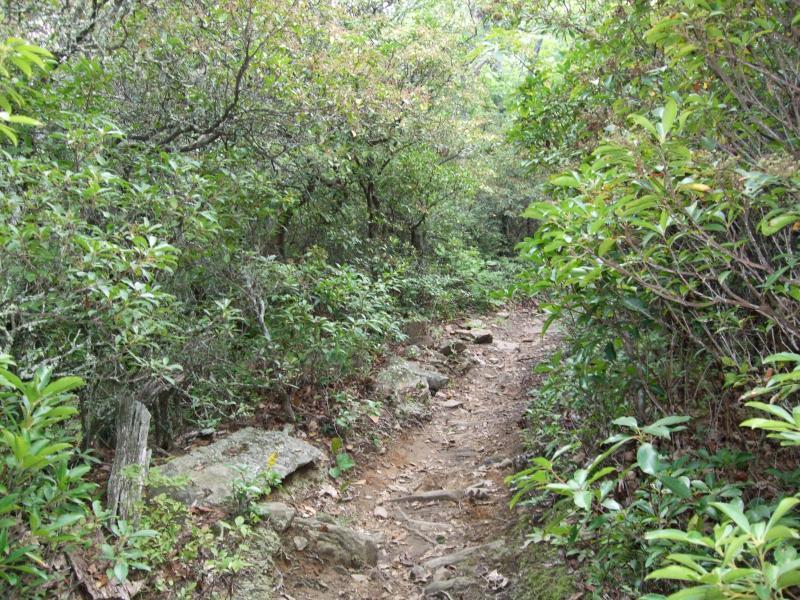 A narrow dirt trail winding through a lush, green forest, bordered by thick shrubs and small trees. Occasional rocks and roots are visible along the path, suggesting a natural hiking environment. Laurel Mountain mountain bike trail.