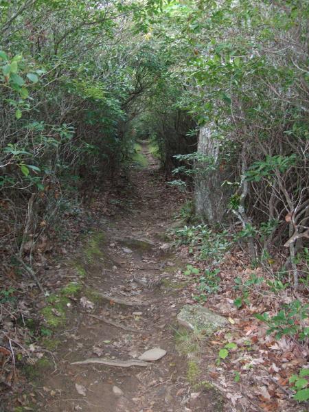 Narrow dirt trail winding through dense greenery, bordered by shrubs and trees. The ground is covered with leaves and rocks, suggesting an unpaved, natural hiking path. Laurel Mountain mountain bike trail.