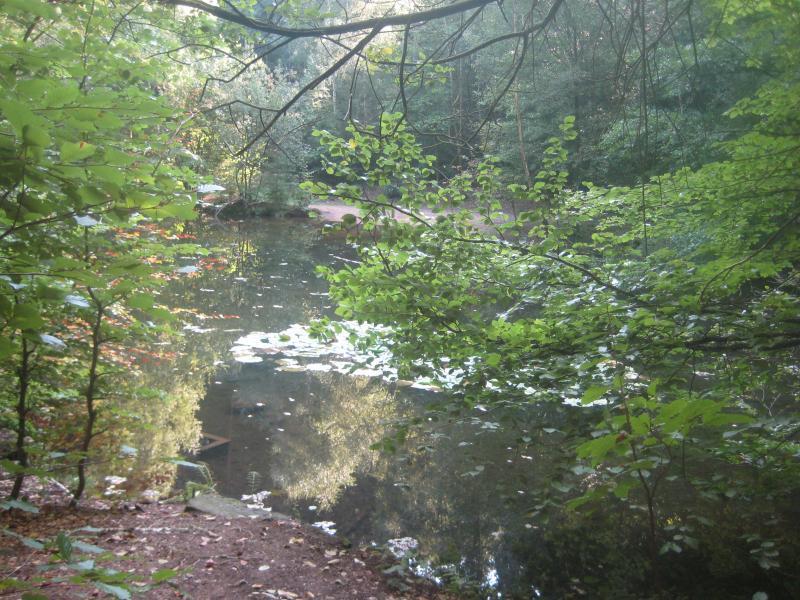 A serene natural scene featuring a calm pond surrounded by lush greenery and trees. Sunlight filters through the leaves, creating a tranquil atmosphere. The water reflects the surrounding foliage, completing the peaceful landscape. Landstuhl Trail mountain bike trail.