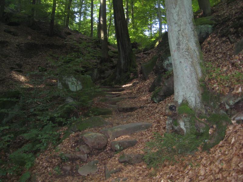 A winding stone pathway through a serene forest, surrounded by tall trees and a carpet of fallen leaves, leading up a gentle slope. Landstuhl Trail mountain bike trail.