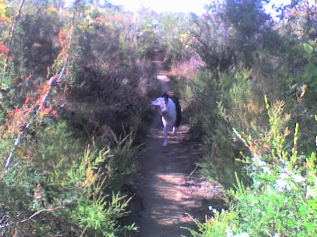 A dog walking along a narrow dirt path surrounded by greenery and colorful foliage, with sunlight filtering through the trees. The Grind mountain bike trail.