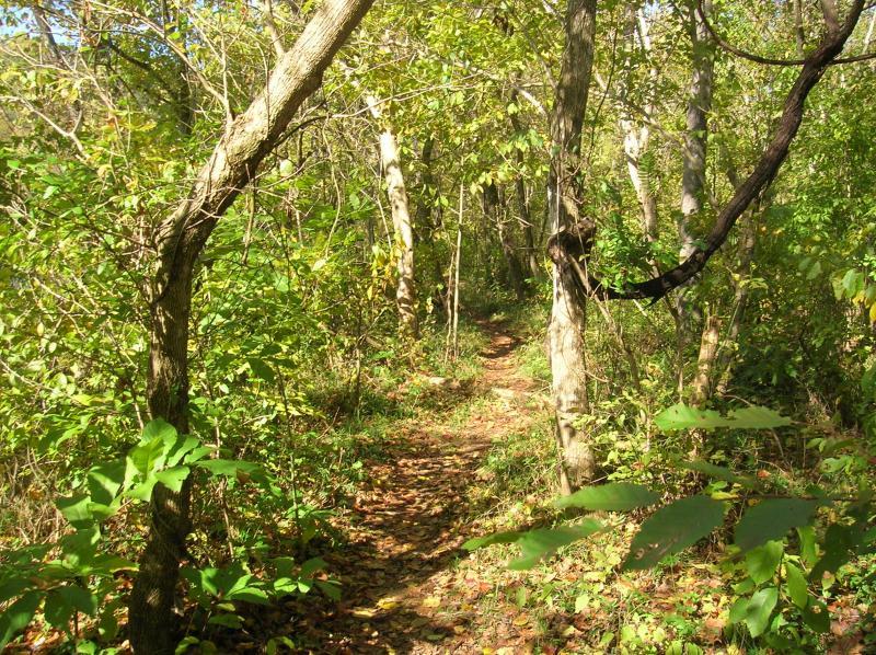 A narrow, winding trail surrounded by lush green foliage and trees, inviting exploration through a tranquil forest setting on a sunny day. Rappahanock River Trail mountain bike trail.