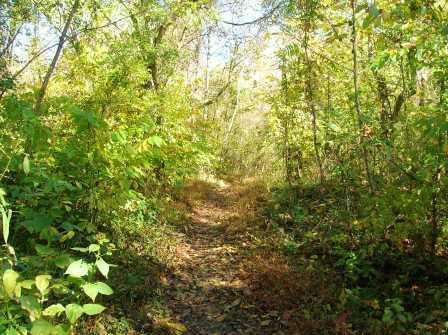 A narrow dirt path winding through a wooded area filled with vibrant green foliage and scattered fall leaves. Sunlight filters through the trees, creating a calm and serene atmosphere. Rappahanock River Trail mountain bike trail.