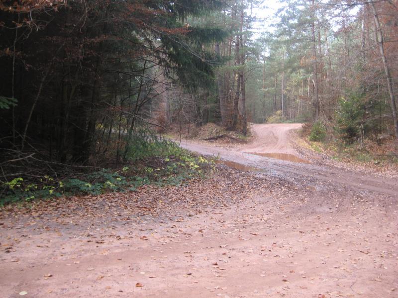 A dirt road winding through a forest, with fallen leaves scattered on the ground and a small puddle in the foreground. The road splits into two paths, surrounded by trees with autumn foliage. Stempleberg mountain bike trail.