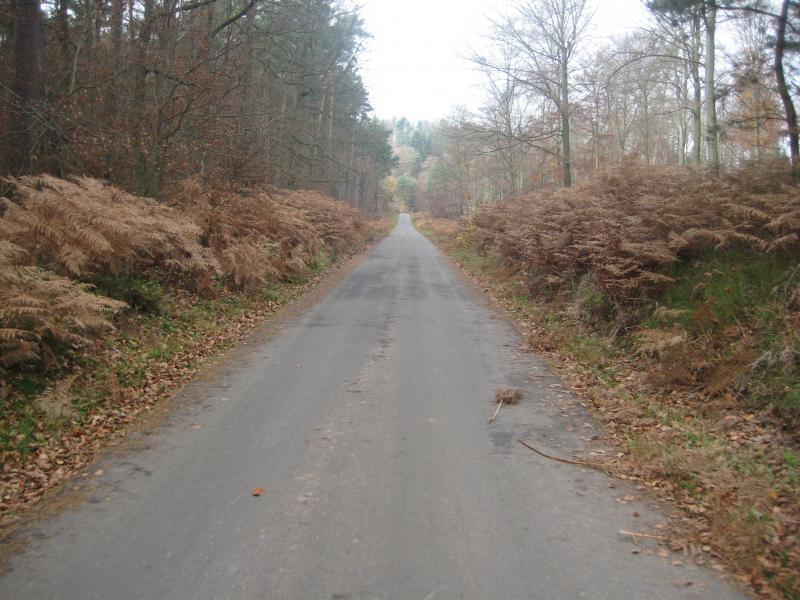 A narrow, winding road stretches through a forested area, flanked by patches of brown ferns and bare trees. The scene is set on a cloudy day, creating a muted, tranquil atmosphere. Stempleberg mountain bike trail.