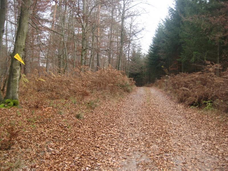 A dirt path winding through a forest, lined with trees and scattered with autumn leaves. A small, cautionary yellow sign is visible on a tree to the left. Ferns and underbrush frame the sides of the path, creating a serene, natural atmosphere. Schopp Trail #3 mountain bike trail.