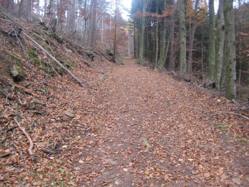 A serene forest path covered in autumn leaves, flanked by trees with varying shades of brown and green. The trail appears slightly winding, surrounded by a tranquil natural setting, creating a peaceful atmosphere perfect for walking or hiking. Schopp Trail #3 mountain bike trail.