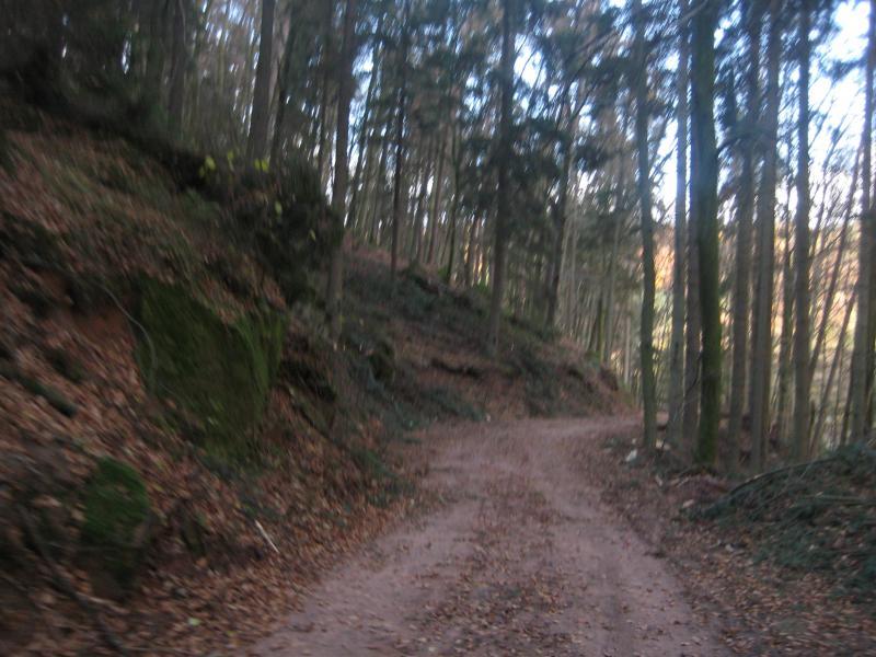 A winding dirt path surrounded by tall trees in a forest, with fallen leaves scattered along the ground. The light filtering through the branches suggests an autumn setting. Schopp Trail #3 mountain bike trail.