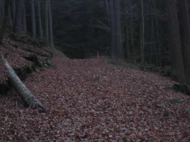 A dimly lit forest path covered with fallen leaves, flanked by tall trees on both sides. A faint yellow marker is visible in the distance, indicating the trail's direction. The scene conveys a tranquil yet slightly mysterious atmosphere. Schopp Trail #3 mountain bike trail.