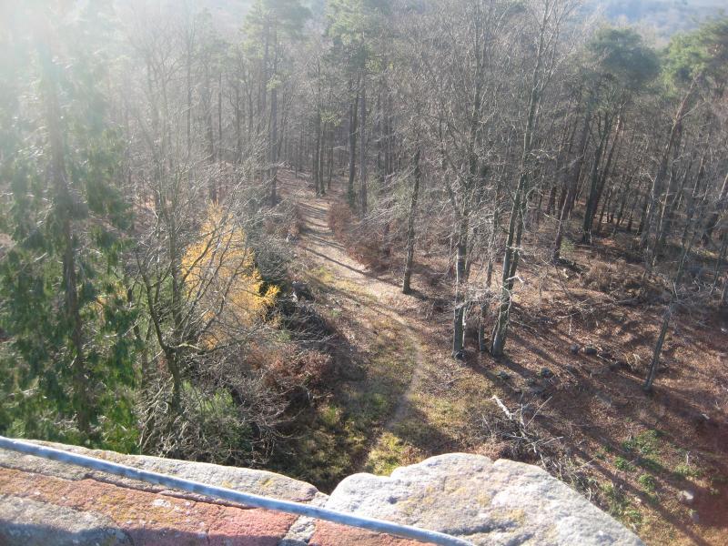 Aerial view of a winding path through a dense forest, featuring tall trees with sparse foliage. The sunlight filters through the branches, creating a serene and tranquil atmosphere. Johanniskreuz Trail 9 mountain bike trail.