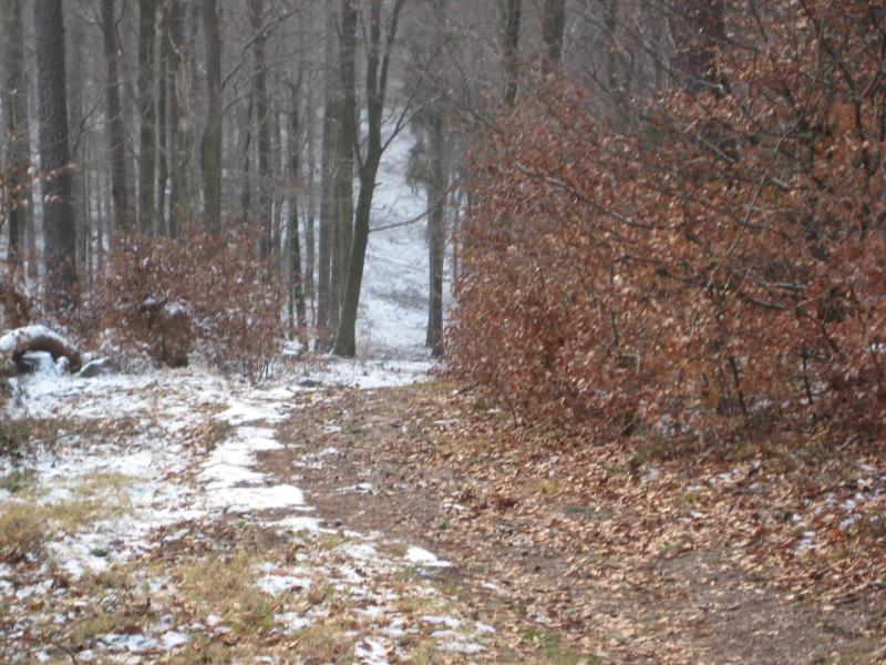 A dirt path winding through a forest in winter, lined with bare trees and shrubs. The ground is covered with a light dusting of snow and scattered fallen leaves, creating a serene, chilly atmosphere. Johanniskreuz Trail 9 mountain bike trail.