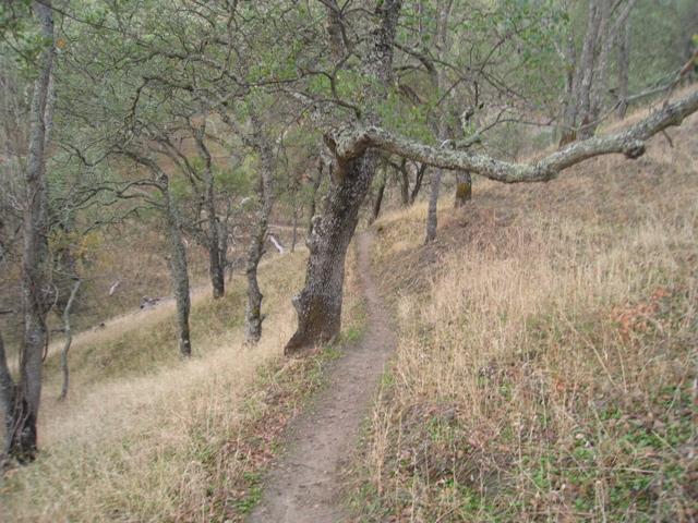 A narrow dirt path winding through a wooded area, bordered by trees with uneven branches and patches of dry grass on either side. Borges Ranch Loop mountain bike trail.