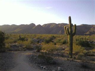A desert landscape with a dirt path winding through the terrain, featuring a tall cactus on the right and mountainous hills in the background under a clear sky. Desert Classic mountain bike trail.