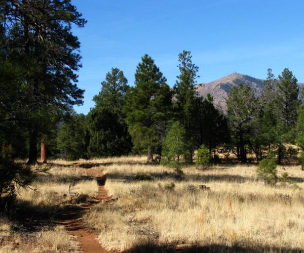 A winding dirt path leads through a grassy clearing surrounded by tall green trees, with a mountainous backdrop under a clear blue sky. Campbell Mesa Loops mountain bike trail.
