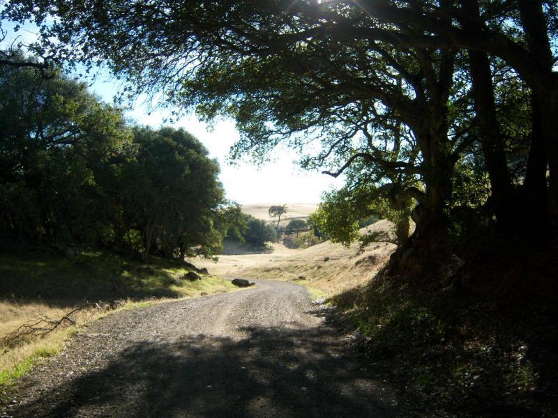 A winding gravel path surrounded by lush greenery, leading into a sunlit valley. Trees frame the sides of the road, casting dappled shadows onto the ground, with a gentle slope visible in the distance. Round Valley to Morgan Territory mountain bike trail.